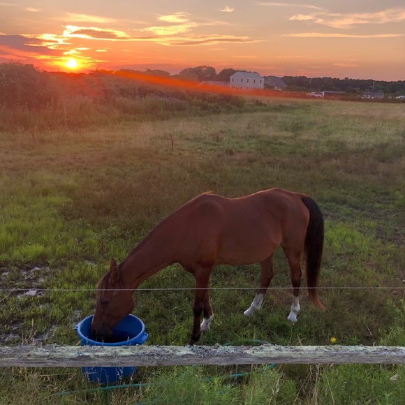 Cisco Brewers Nantucket Island Boston Seaport Merchandise - Picture 2 of 15